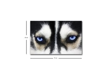 Lerretsbilde med LED-belysning - Nærbilde av en hund med intense blå øyne - Svart / Hvit / Blå - Interiør - Maleri & posters - Lerretsbilder