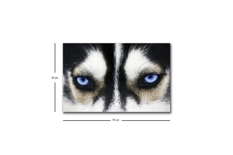 Lerretsbilde med LED-belysning - Nærbilde av en hund med intense blå øyne - Svart / Hvit / Blå - Interiør - Maleri & posters - Lerretsbilder