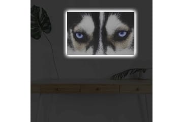 Lerretsbilde med LED-belysning - Nærbilde av en hund med intense blå øyne - Svart / Hvit / Blå - Interiør - Maleri & posters - Lerretsbilder
