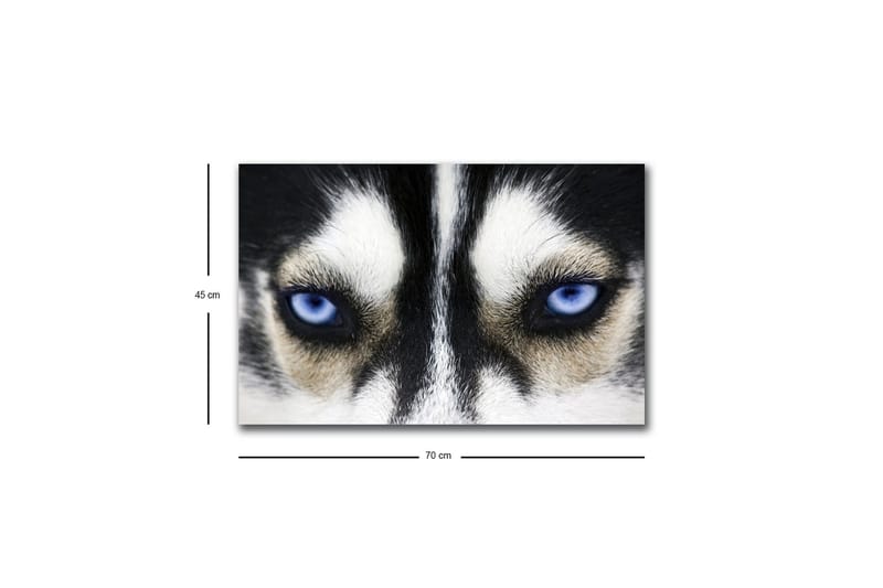 Lerretsbilde med LED-belysning - Nærbilde av en hund med intense blå øyne - Svart / Hvit / Blå - Interiør - Maleri & posters - Lerretsbilder