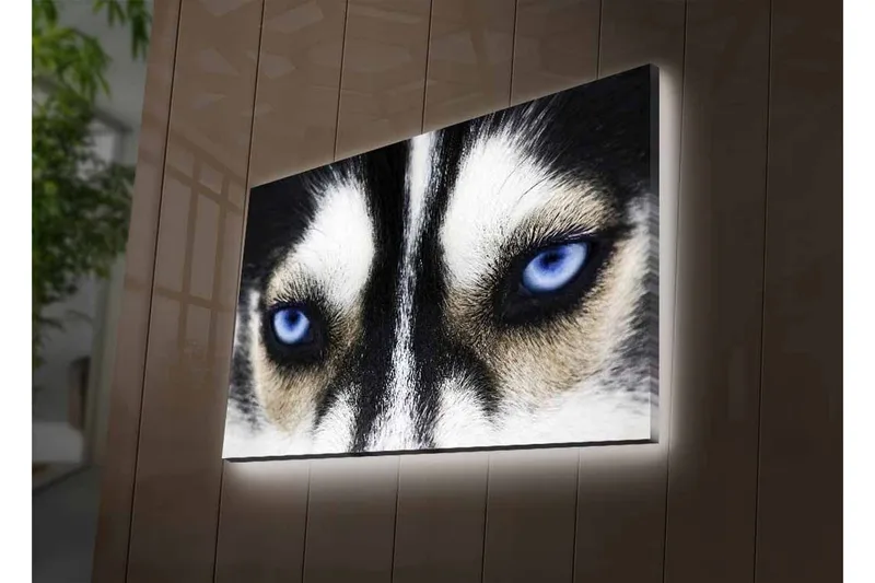 Lerretsbilde med LED-belysning - Nærbilde av en hund med intense blå øyne - Svart / Hvit / Blå - Interiør - Maleri & posters - Lerretsbilder