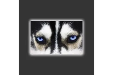 Lerretsbilde med LED-belysning - Nærbilde av en hund med intense blå øyne - Svart / Hvit / Blå - Interiør - Maleri & posters - Lerretsbilder