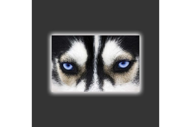 Lerretsbilde med LED-belysning - Nærbilde av en hund med intense blå øyne - Svart / Hvit / Blå - Interiør - Maleri & posters - Lerretsbilder