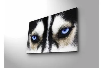 Lerretsbilde med LED-belysning - Nærbilde av en hund med intense blå øyne - Svart / Hvit / Blå - Interiør - Maleri & posters - Lerretsbilder