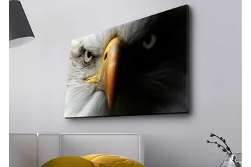 Lerretsbilde med LED-belysning - Nærbilde av en majestetisk ørn med intense øyne - Hvit / Svart / Oransje - Interiør - Maleri & posters - Lerretsbilder