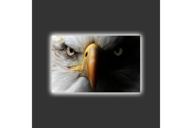 Lerretsbilde med LED-belysning - Nærbilde av en majestetisk ørn med intense øyne - Hvit / Svart / Oransje - Interiør - Maleri & posters - Lerretsbilder
