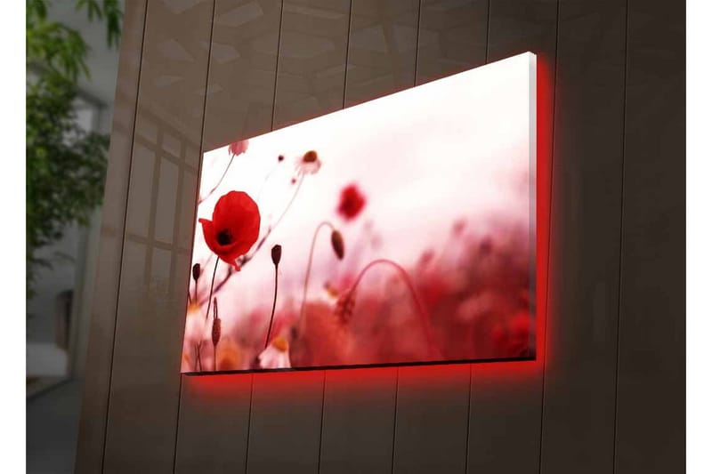 Lerretsbilde med LED-belysning - Røde valmuer i en mykt uskarp blomstereng - Rød / Rosa / Grønn - Interiør - Maleri & posters - Lerretsbilder
