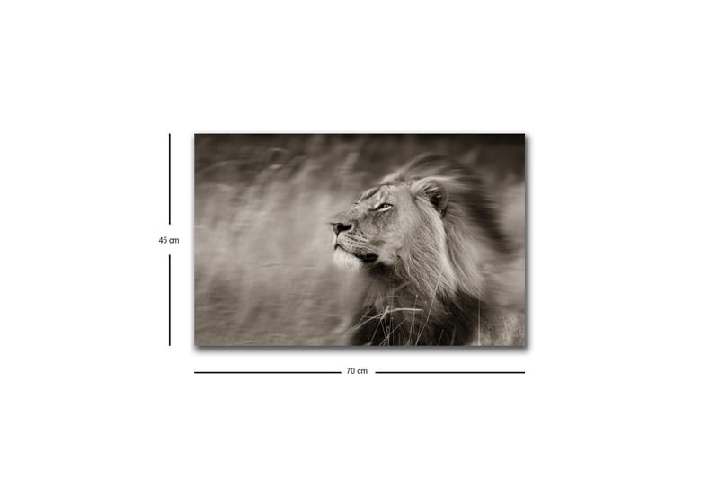 Lerretsbilde med LED-belysning - Statig løveprofil i svart-hvitt - Svart / Grå - Interiør - Maleri & posters - Lerretsbilder