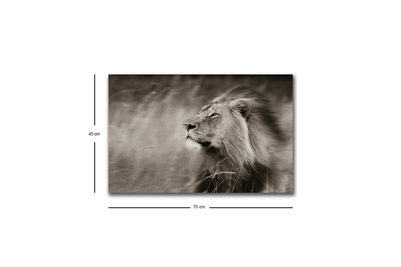 Lerretsbilde med LED-belysning - Statig løveprofil i svart-hvitt - Svart / Grå - Interiør - Maleri & posters - Lerretsbilder