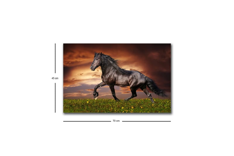 Lerretsbilde med LED-belysning - Stolt svart hest galopperer over en grønn eng - Svart / Grønn / Oransje - Interiør - Maleri & posters - Lerretsbilder