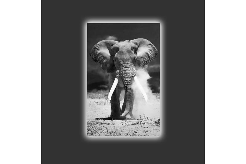 Lerretsbilde med LED-belysning - Storslått elefant i svart-hvitt - Svart / Hvit - Interiør - Maleri & posters - Lerretsbilder