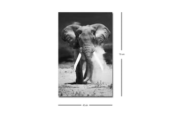 Lerretsbilde med LED-belysning - Storslått elefant i svart-hvitt - Svart / Hvit - Interiør - Maleri & posters - Lerretsbilder