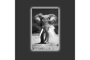 Lerretsbilde med LED-belysning - Storslått elefant i svart-hvitt - Svart / Hvit - Interiør - Maleri & posters - Lerretsbilder