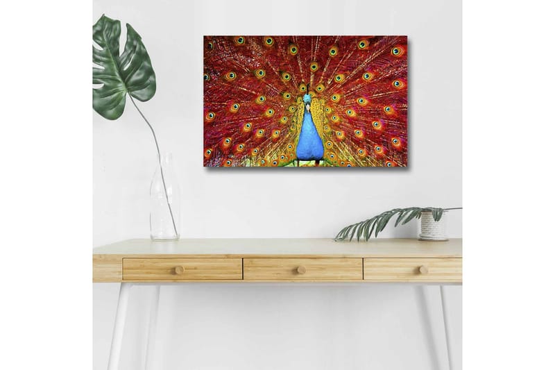 Lerretsbilde med LED-belysning - Storslått påfugl med spredte fjær i livlige farger - Rød / Blå / Grønn - Interiør - Maleri & posters - Lerretsbilder