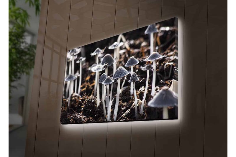 Lerretsbilde med LED-belysning - Svart-hvite sopper i et naturlig miljø - Svart / Hvit / Grå - Interiør - Maleri & posters - Lerretsbilder