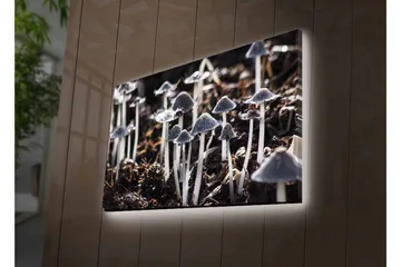 Lerretsbilde med LED-belysning - Svart-hvite sopper i et naturlig miljø - Svart / Hvit / Grå - Interiør - Maleri & posters - Lerretsbilder