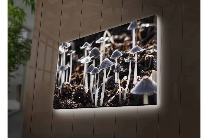 Lerretsbilde med LED-belysning - Svart-hvite sopper i et naturlig miljø - Svart / Hvit / Grå - Interiør - Maleri & posters - Lerretsbilder