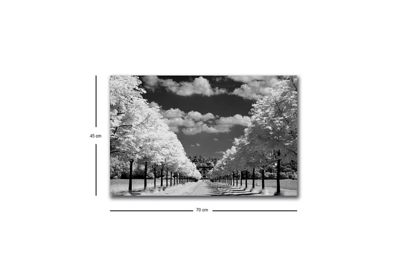 Lerretsbilde med LED-belysning - Svart-hvitt landskapsbilde med allé og hus i bakgrunnen - Svart / Hvit / Grå - Interiør - Maleri & posters - Lerretsbilder