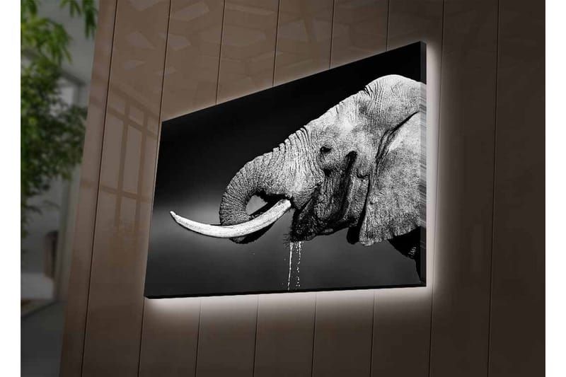 Lerretsbilde med LED-belysning - Svart og hvit elefant med hengende støttenner - Svart / Grå - Interiør - Maleri & posters - Lerretsbilder