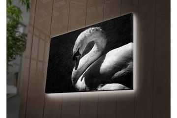 Lerretsbilde med LED-belysning - Svart og hvit svane i elegant positur - Svart / Hvit - Interiør - Maleri & posters - Lerretsbilder