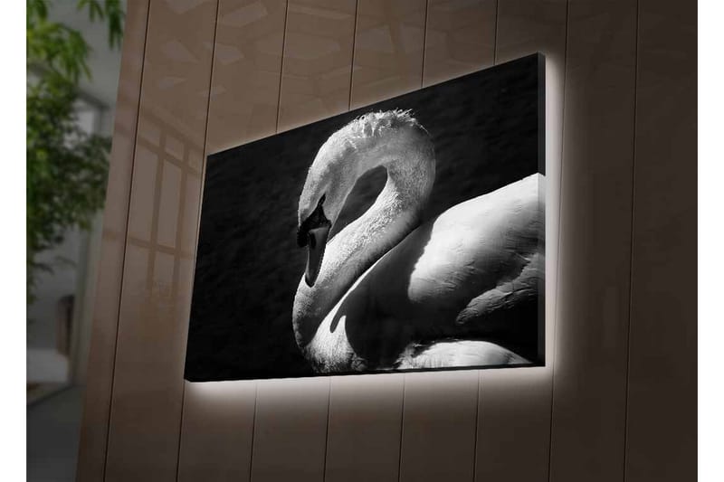 Lerretsbilde med LED-belysning - Svart og hvit svane i elegant positur - Svart / Hvit - Interiør - Maleri & posters - Lerretsbilder