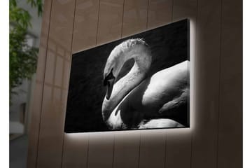 Lerretsbilde med LED-belysning - Svart og hvit svane i elegant positur - Svart / Hvit - Interiør - Maleri & posters - Lerretsbilder