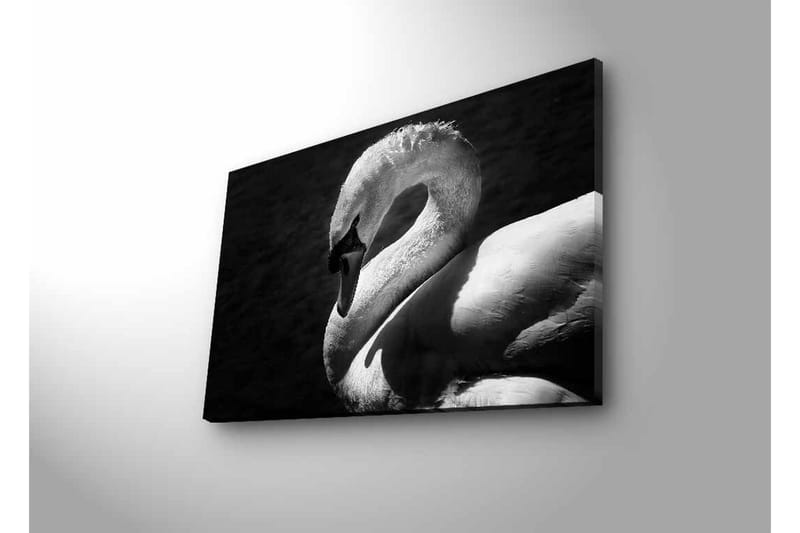 Lerretsbilde med LED-belysning - Svart og hvit svane i elegant positur - Svart / Hvit - Interiør - Maleri & posters - Lerretsbilder