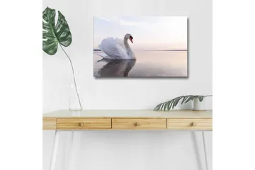 Lerretsbilde med LED-belysning - Svart svane som svømmer i stille vann - Hvit / Grå / Lys blå - Interiør - Maleri & posters - Lerretsbilder