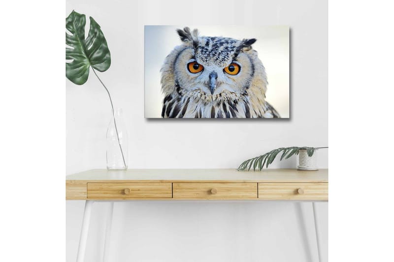 Lerretsbilde med LED-belysning - Ugle med intense øyne og detaljert fjærdrakt, Grå / Oransje / Hvit