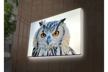 Lerretsbilde med LED-belysning - Ugle med intense øyne og detaljert fjærdrakt - Grå / Oransje / Hvit - Interiør - Maleri & posters - Lerretsbilder