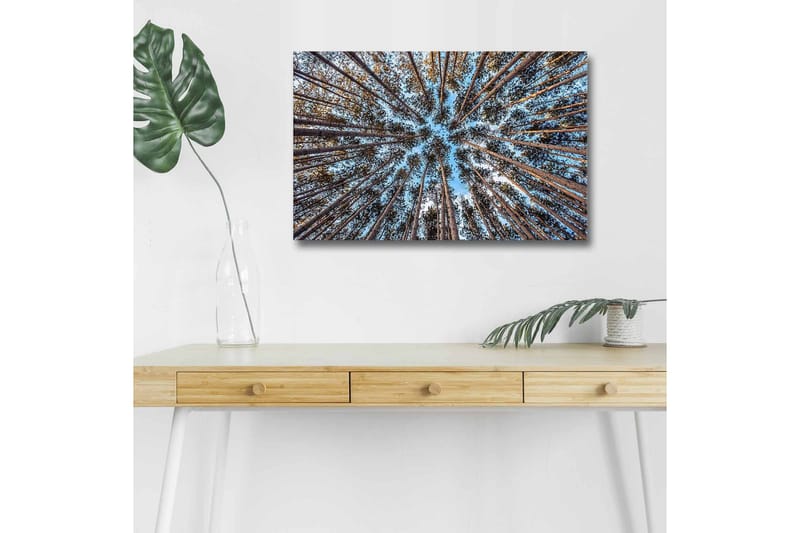 Lerretsbilde med LED-belysning - Utsikt oppover gjennom tretoppene i en skog - Blå / Brun / Grønn - Interiør - Maleri & posters - Lerretsbilder