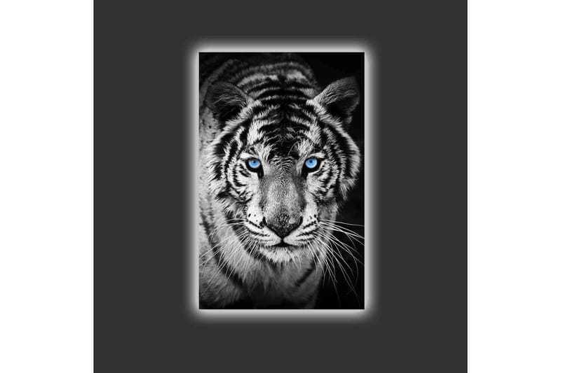 Lerretsbilde med LED-belysning - Portrett av en hvit tiger med blå øyne - Svart / Hvit / Blå - Interiør - Maleri & posters - Lerretsbilder