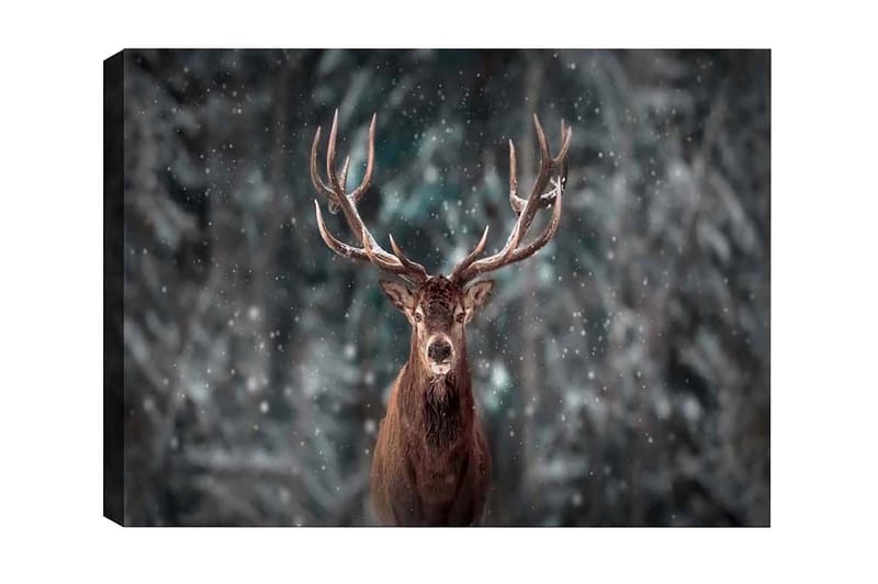Lerretsbilde - Statlig elg med imponerende gevir i et snødekt skogsmiljø, Brun / Grå / Hvit