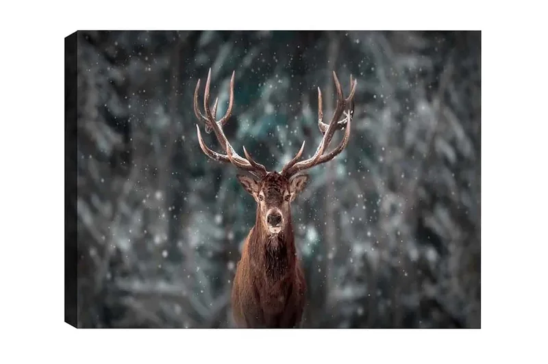 Lerretsbilde - Statlig elg med imponerende gevir i et snødekt skogsmiljø, Brun / Grå / Hvit