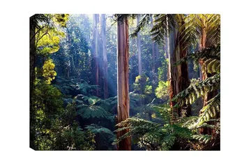 Lerretsbilde - Stille skog med høye eukalyptustrær og frodig vegetasjon - Grønn / Brun / Gul - Interiør - Maleri & posters - Lerretsbilder