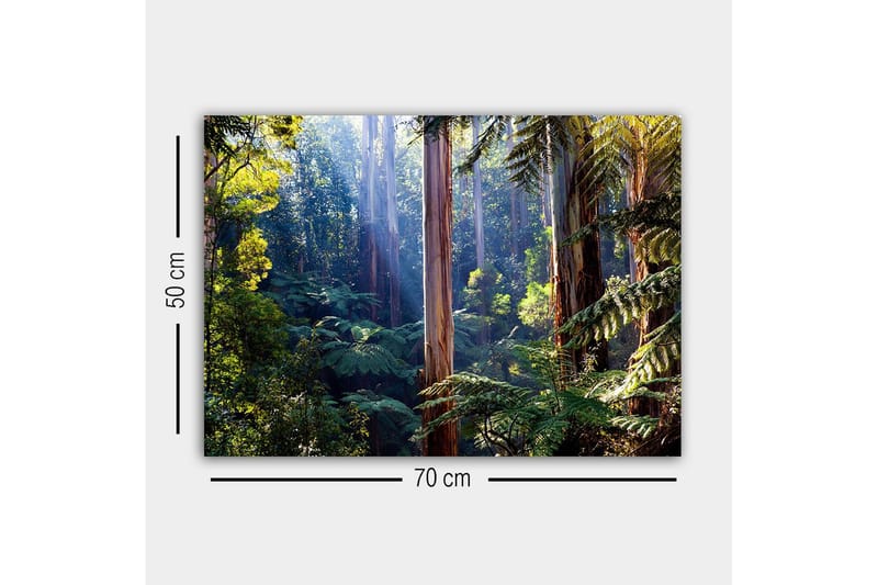 Lerretsbilde - Stille skog med høye eukalyptustrær og frodig vegetasjon - Grønn / Brun / Gul - Interiør - Maleri & posters - Lerretsbilder