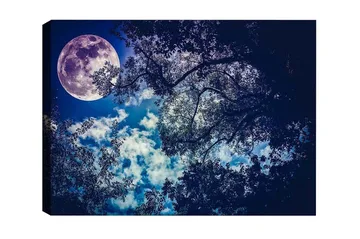 Lerretsbilde - Storslått måne som skinner over en nattehimmel med tretoppsilhuett - Mørk blå / Lys blå / Hvit - Interiør - Maleri & posters - Lerretsbilder