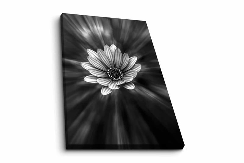Lerretsbilde - Svart og hvit blomst med lysstråler som skaper en dramatisk effekt, Svart / Hvit / Grå