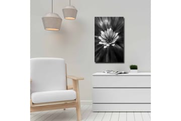 Lerretsbilde - Svart og hvit blomst med lysstråler som skaper en dramatisk effekt - Svart / Hvit / Grå - Interiør - Maleri & posters - Lerretsbilder