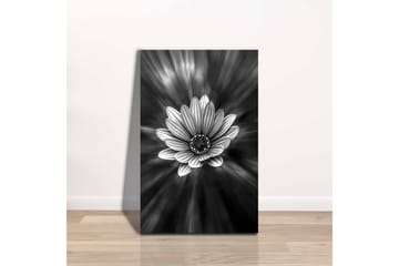 Lerretsbilde - Svart og hvit blomst med lysstråler som skaper en dramatisk effekt - Svart / Hvit / Grå - Interiør - Maleri & posters - Lerretsbilder