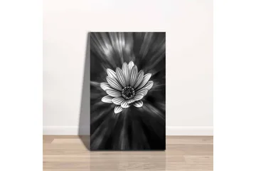Lerretsbilde - Svart og hvit blomst med lysstråler som skaper en dramatisk effekt - Svart / Hvit / Grå - Interiør - Maleri & posters - Lerretsbilder