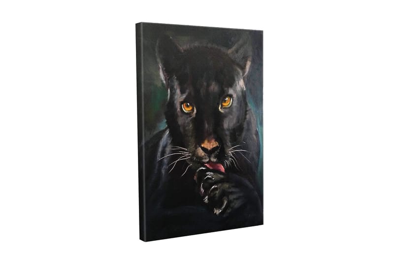 Lerretsbilde - Svart panter med intense øyne som slikker poten sin, Svart / Gull / Mørkegrønn