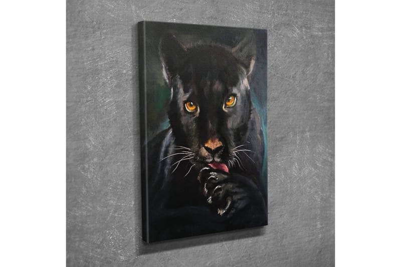 Lerretsbilde - Svart panter med intense øyne som slikker poten sin - Svart / Gull / Mørkegrønn - Interiør - Maleri & posters - Lerretsbilder