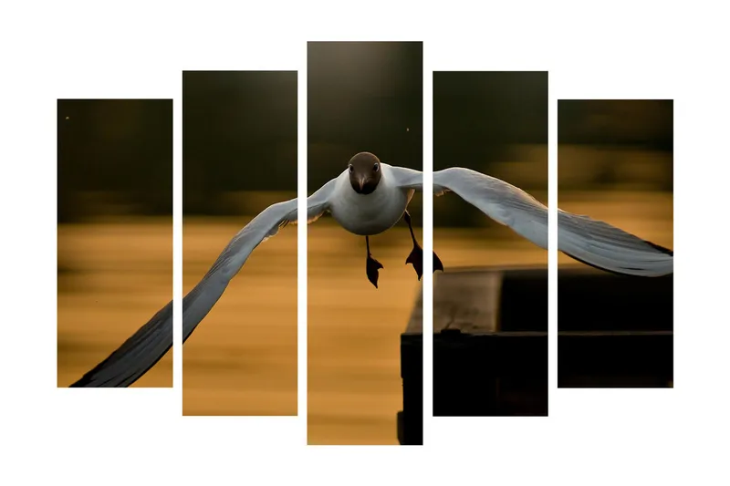 Stort lerretsbilde i 5 deler 105x70 cm - Flygende måke i en gyllen skumring - Hvit / Svart / Gyllen - Interiør - Maleri & posters - Lerretsbilder