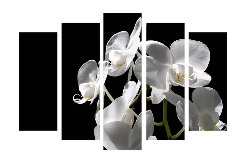 Stort lerretsbilde i 5 deler 105x70 cm - Hvit orkidé med elegante blomster - Hvit / Grønn - Interiør - Maleri & posters - Lerretsbilder