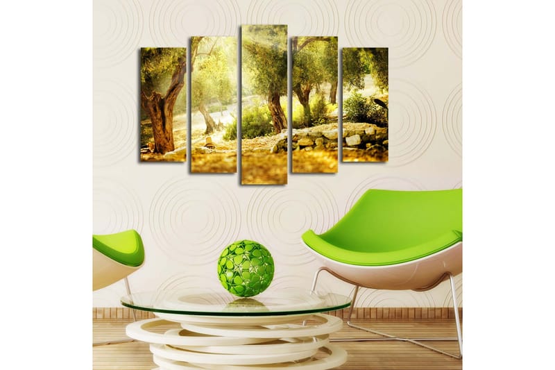 Stort lerretsbilde i 5 deler 105x70 cm - Solbelyst olivenlund med trær og steinmur - Gull / Grønn / Brun - Interiør - Maleri & posters - Lerretsbilder