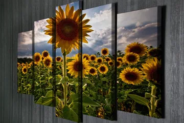 Stort lerretsbilde i 5 deler 105x70 cm - Solfylte solsikker i et blomstrende felt - Gul / Grønn / Brun - Interiør - Maleri & posters - Lerretsbilder