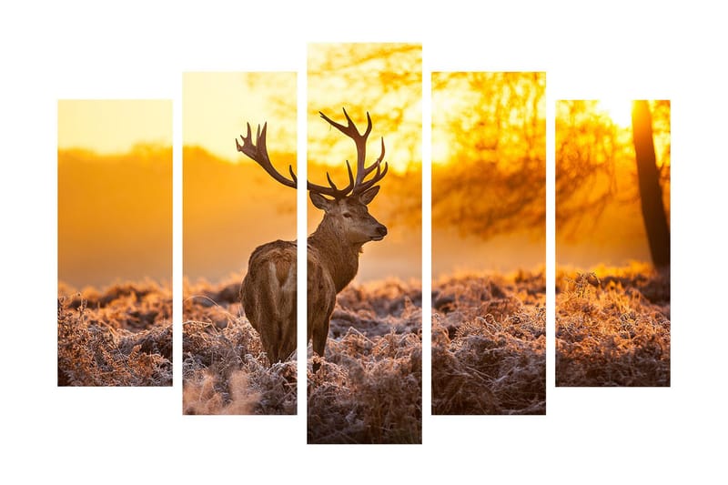 Stort lerretsbilde i 5 deler 105x70 cm - Statlig elg i soloppgangens gylne lys - Gull / Brun / Beige - Interiør - Maleri & posters - Lerretsbilder
