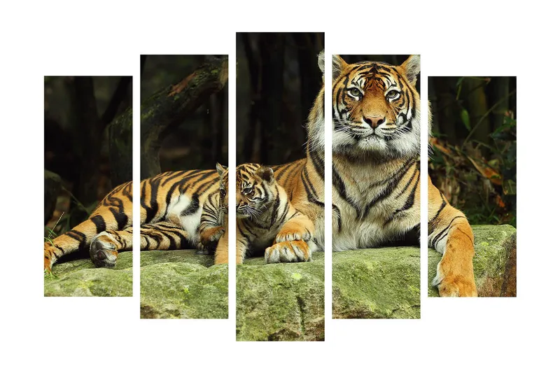 Stort lerretsbilde i 5 deler 105x70 cm - Stolt tiger med unge hvilende på en stein - Oransje / Svart / Beige - Interiør - Maleri & posters - Lerretsbilder