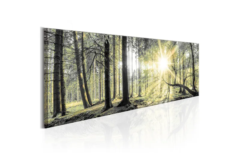 Tavla Morning Forest VALUE_MISSING_3 135x45